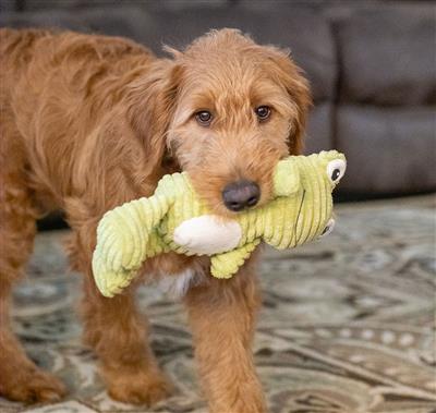 Cuddly Frog Plush Dog Toy