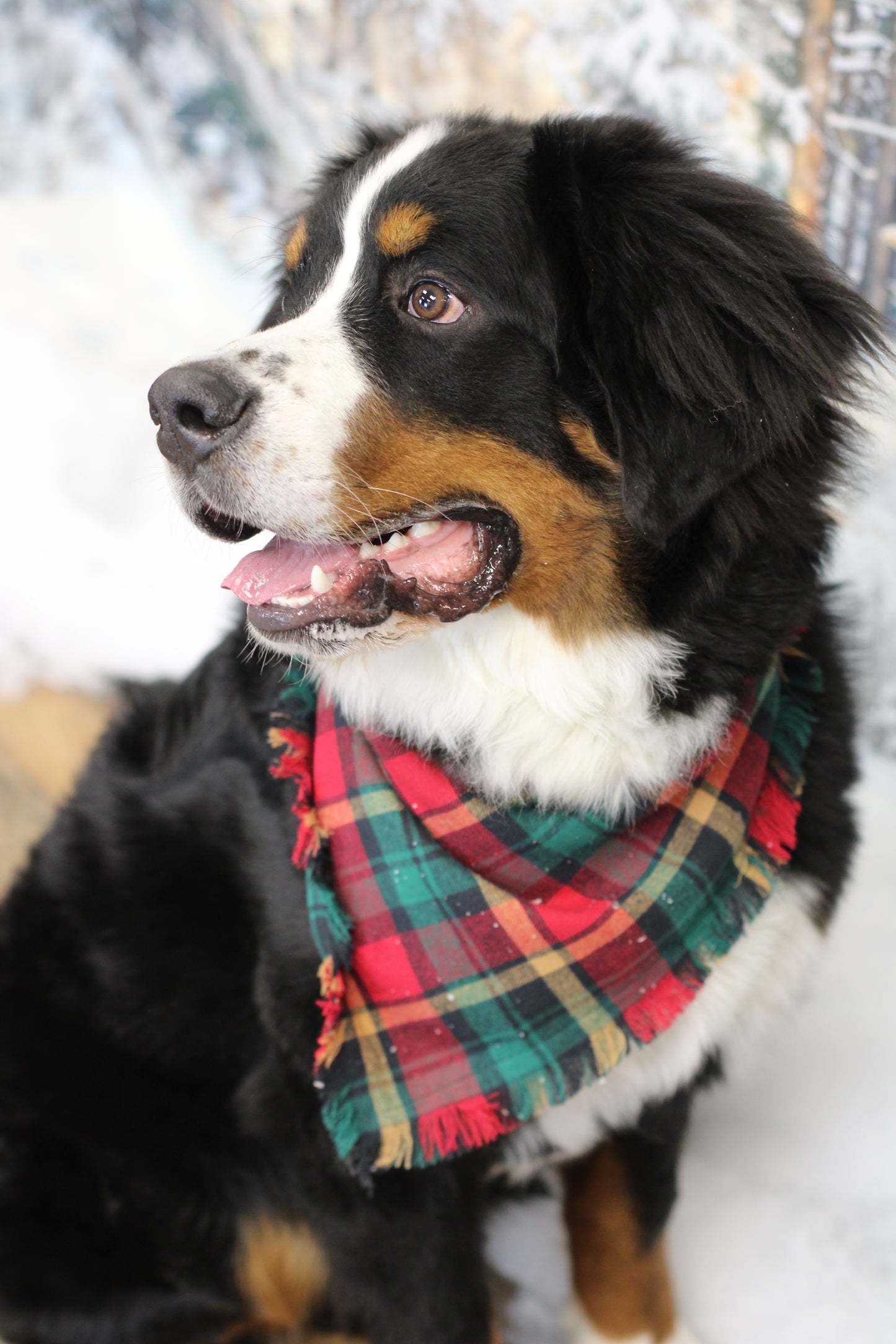 Plaid Tidings Bandana