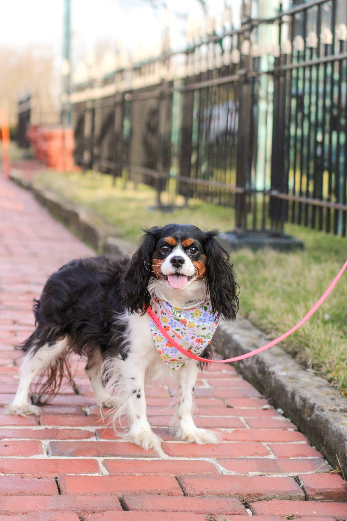 Carrot Blooms Bandana