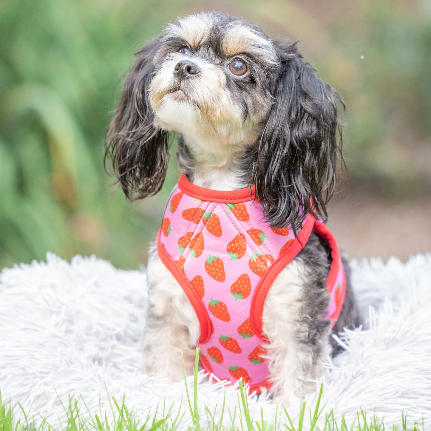 Hudson Back Out Break Strawberry Harness