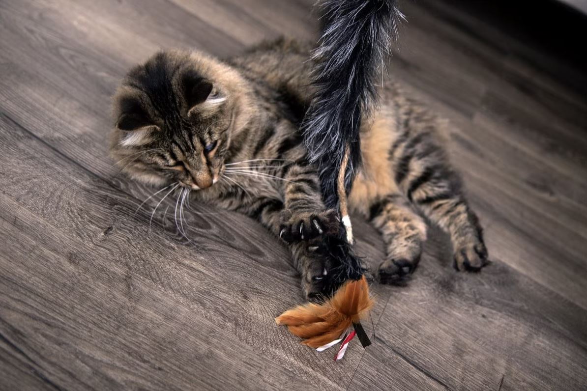 Black/Plume Crazy Wand Cat Toy