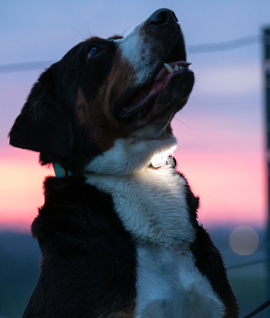 LED Collar Light