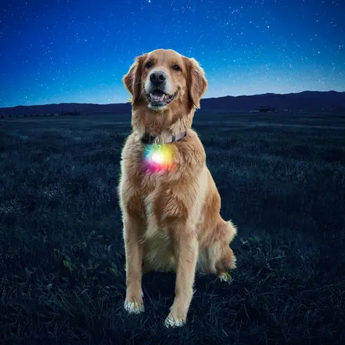SpotLit Disco Collar Light