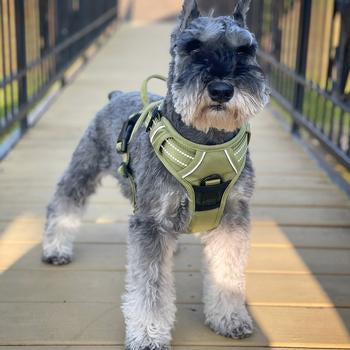Venture Paw Pull Control Harness
