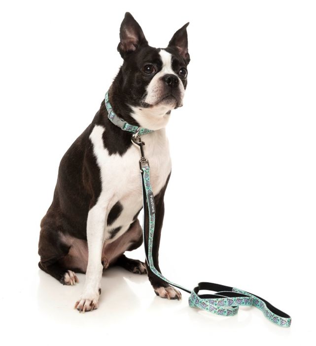 Dreamtime Koala - Dog Collar