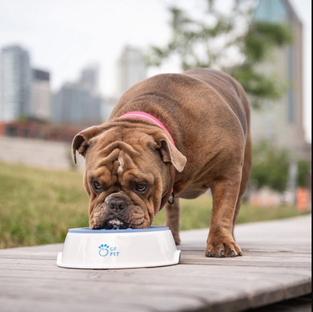 Ice Bowl - Pet Cooling Water Bowl
