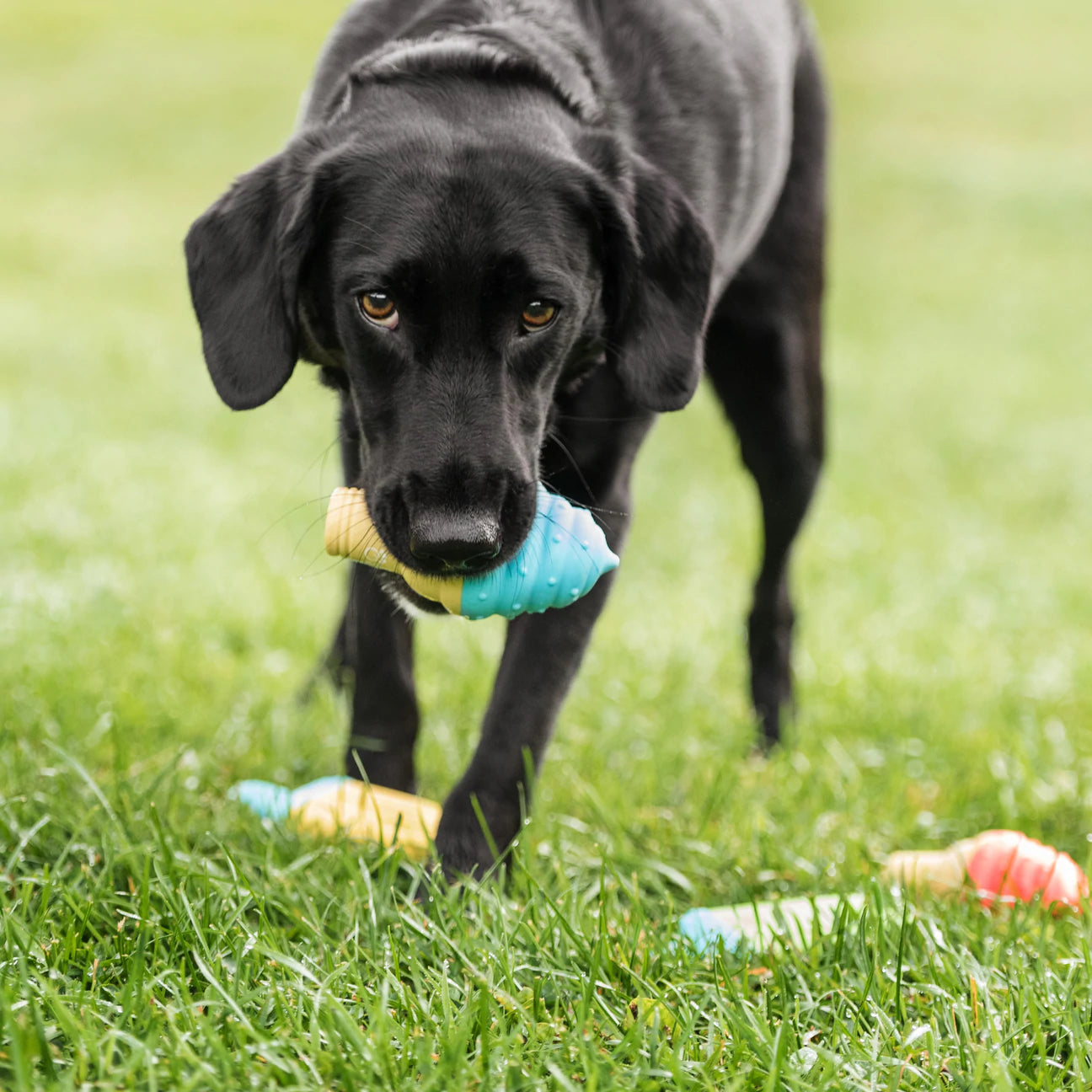 Ice Toy - Cone Dog Cooling Toy