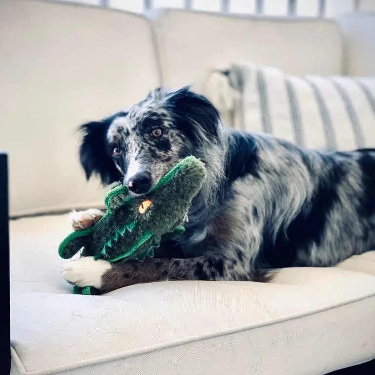 Ruffian Gator