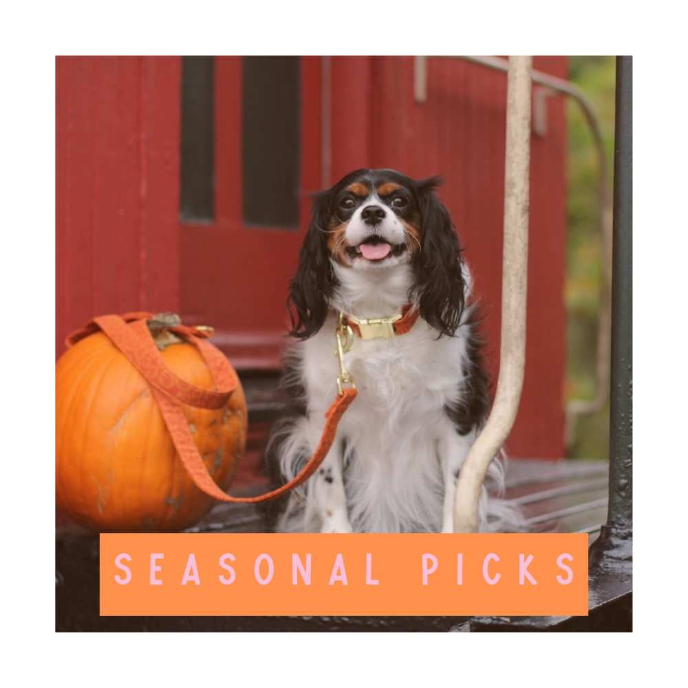 FALL SEASONAL PICKS