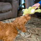 Cuddly Frog Plush Dog Toy