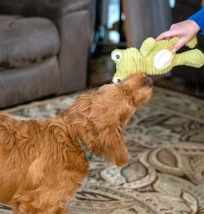 Cuddly Frog Plush Dog Toy