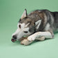 Better Bone - Medium Chewer Beef