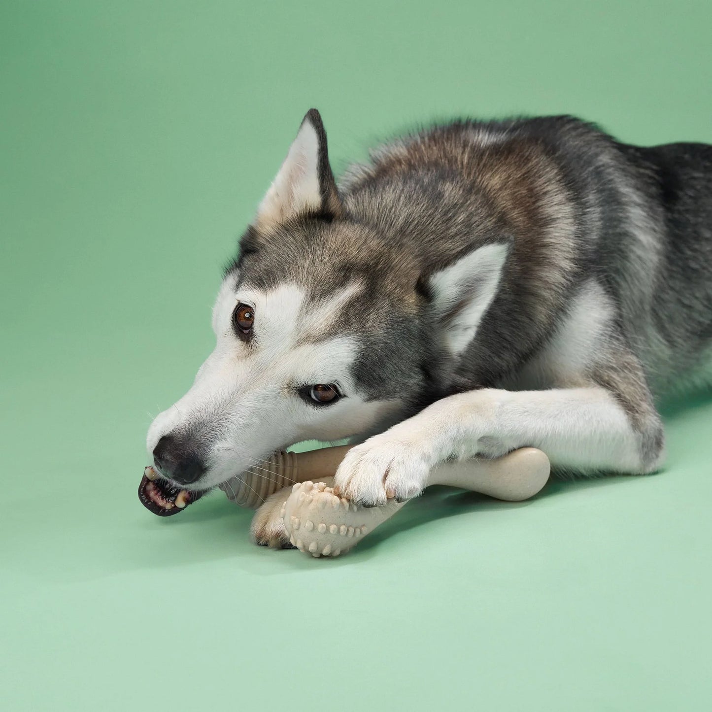 Better Bone - Medium Chewer Beef