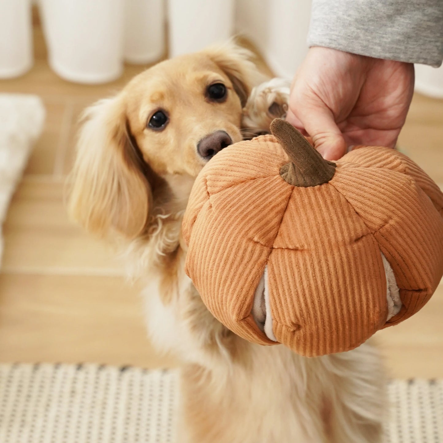 CINDERELLA Pumpkin Dog Toy