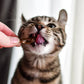 Smelt Treat