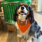 Beware of Dawgs Bandana