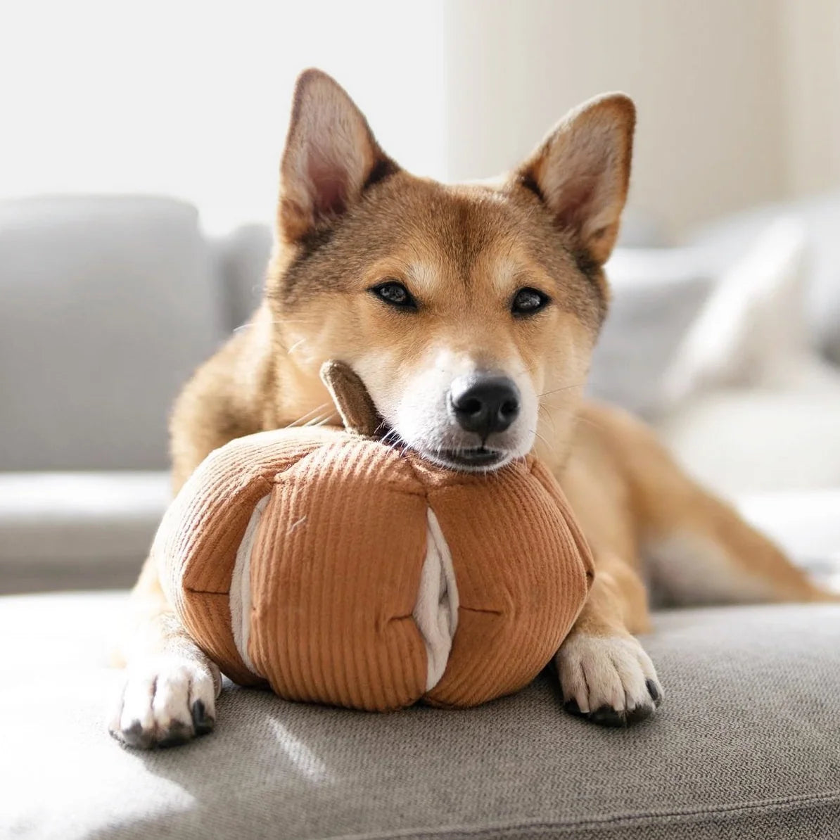 CINDERELLA Pumpkin Dog Toy