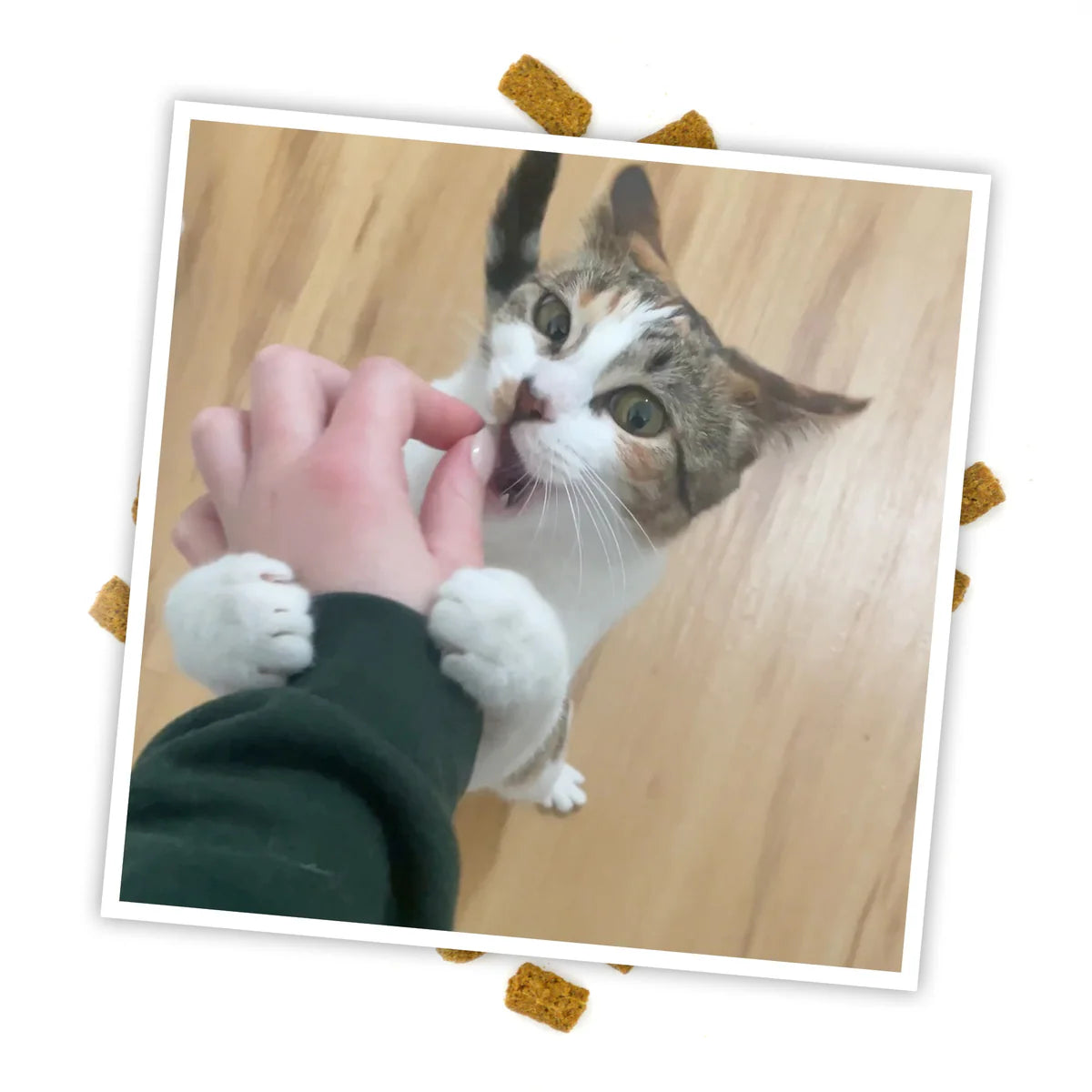 Meowjuana Crunchie Munchie Seafood Medley Cat Treat