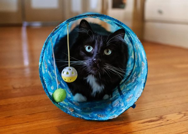 Margaritaville® Cat Tunnel