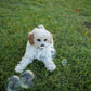 Carrot Cake Flavored Pet Bubbles