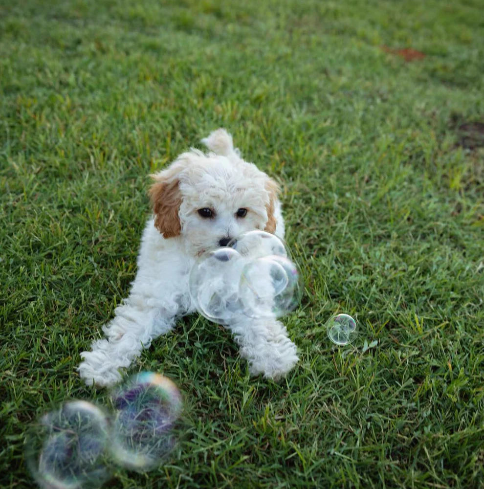 Carrot Cake Flavored Pet Bubbles