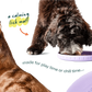 Fly n' Feed