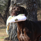 Stuffless Lizard Squeaker Dog Toy