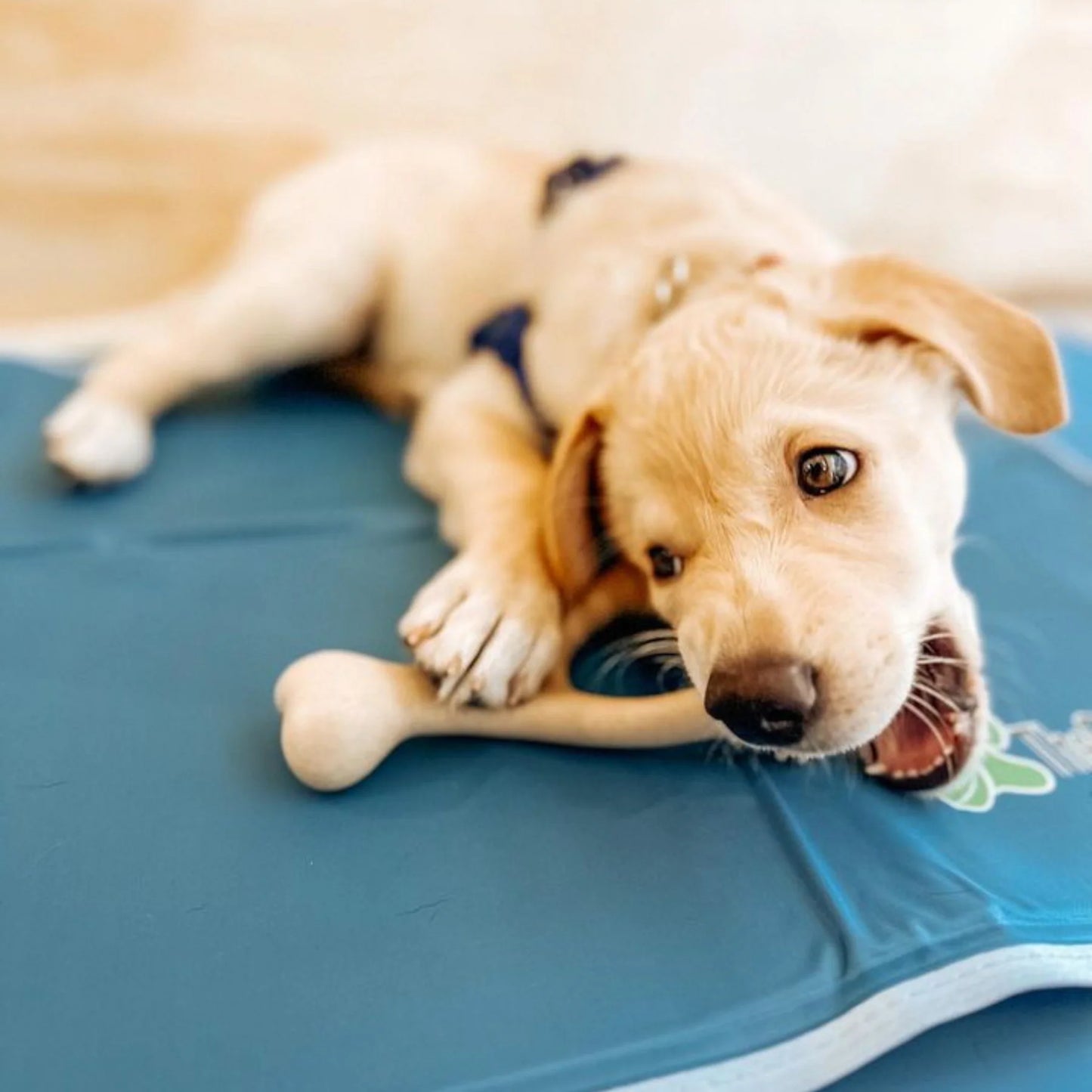 Better Bone - Soft Chewer