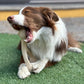Better Bone - Soft Chewer