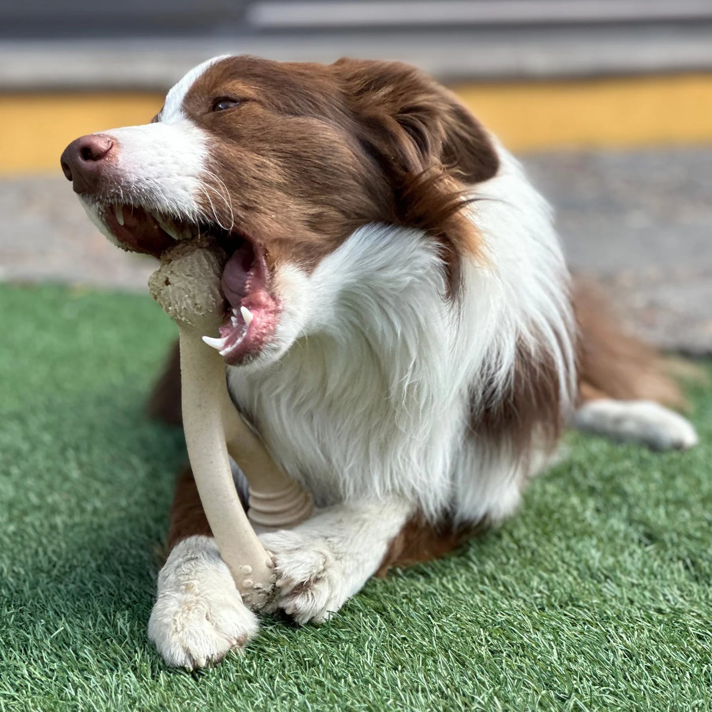 Better Bone - Soft Chewer