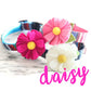 Collar Daisy Flower