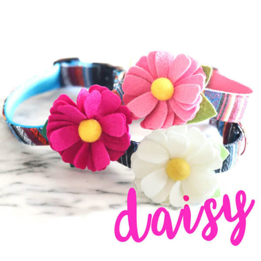 Collar Daisy Flower