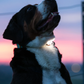 LED Collar Light
