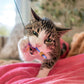 Dragonfly Tease Wand Cat Treat Toy Playset