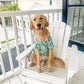 Dog in Hawaiian surfboard print shirt