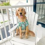 Dog in Hawaiian surfboard print shirt