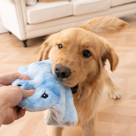 Animated Manta Ray Dog Toy