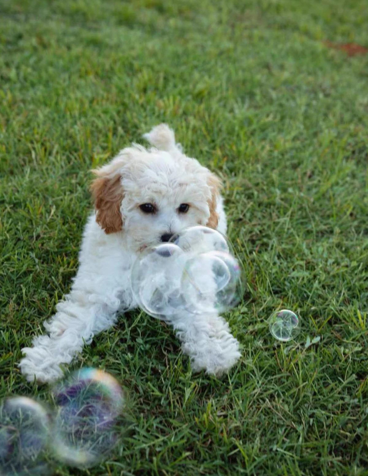 Toasted Apple Pie Flavored Pet Bubbles