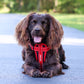 CHEST PLATE DOG HARNESS