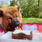 Dog Cake Kit: Carob Cake Mix